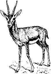 A gazelle