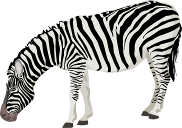 A zebra leaning down towards the ground