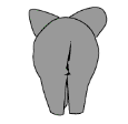 An elephant from behind