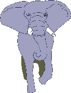 An elephant walking forwards