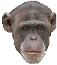 A chimpanzee making facial expressions