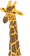 A giraffe’s head, looking from side to side