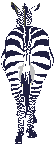 A zebra from behind