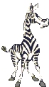 A zebra looking left and right