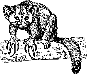 An aye-aye lemur crouched on a branch